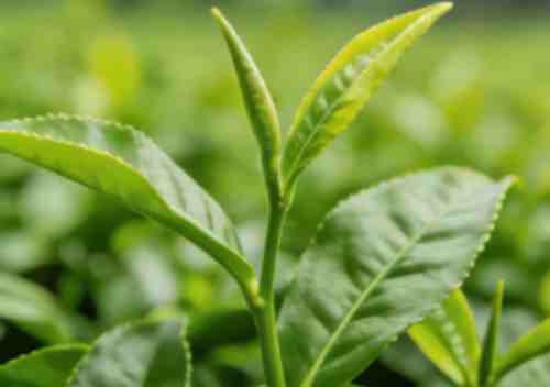 black tea powder raw material black tea powder raw material